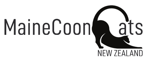 Maine Coon Cats 